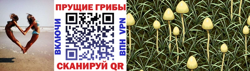 Купить  Фролово  Псилоцибиновые грибы прущие грибы 